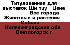 Титулованная для выставок Ши-тцу › Цена ­ 100 000 - Все города Животные и растения » Собаки   . Калининградская обл.,Светлогорск г.